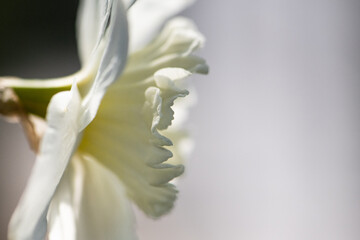 Narzisse close up © SONJA