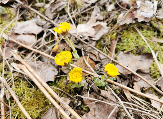 Gelb blühender Huflattich (Tussilago farfara) im Frühling, Heilkraut, Tee