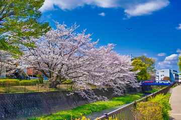 満開の花を咲かせた桜の木がある川沿いの春の風景