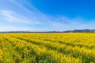 Fototapeta premium 菜の花畑