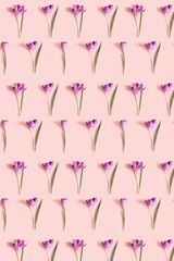 Pattern from crocus flowers