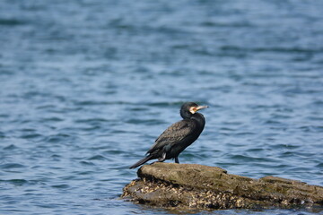 海辺のウミウ（成鳥）