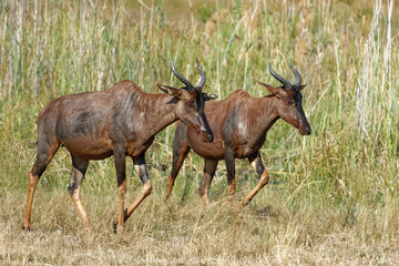 Leierantilopen  ( Damaliscus lunatus )