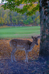 beautiful fallow deer standing under the tree in the autumn woods across other deer. Wildlife nature