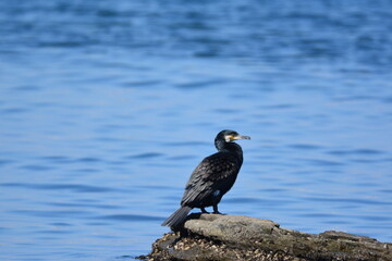 海辺のウミウ（成鳥）