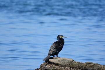 海辺のウミウ（成鳥）