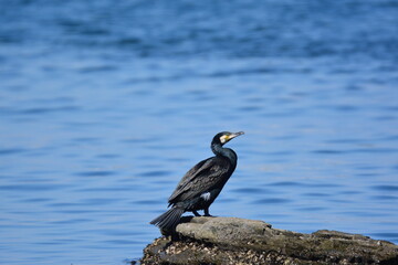 海辺のウミウ（成鳥）