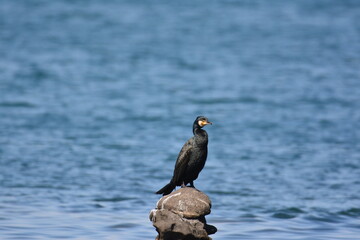 海辺のウミウ（成鳥）