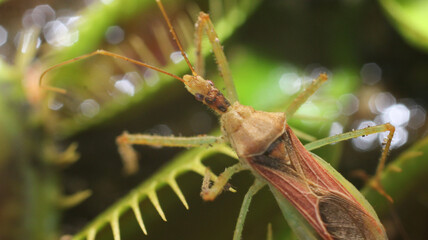 natural leafhopper assassin bug insect photo