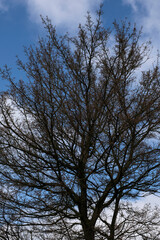 Branching tree against a blue sky with clouds, vertical image