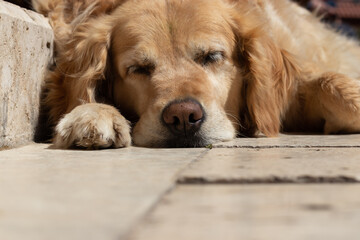 Portrait of an adorable and cute furry dog. Brown pet lying on the pavement outdoor and sleeping. Animals enjoying life concept.