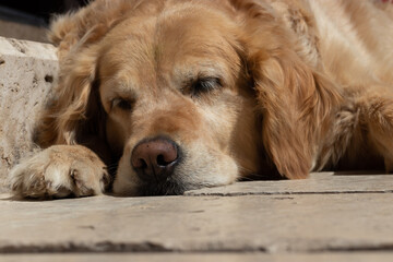 Cute sleeping dog, head portrait of brown dog outside.