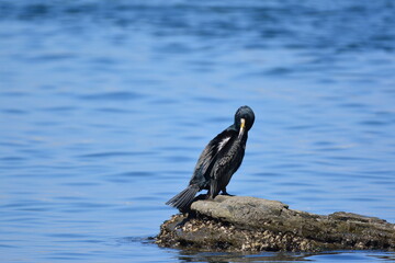 海辺のウミウ（成鳥）