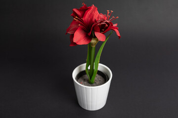 red tulip pot of cloth