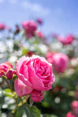 バラの花　屋外撮影