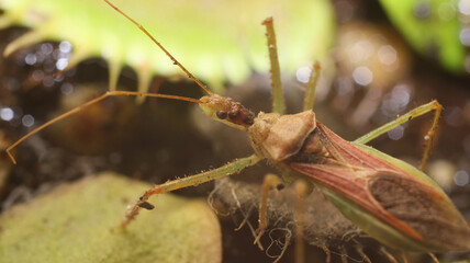 natural leafhopper assassin bug insect photo