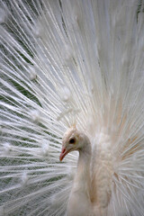 Obraz premium Weißer Pfau