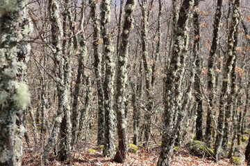 beautiful forest of trees rivers waterfalls water green moss moisture