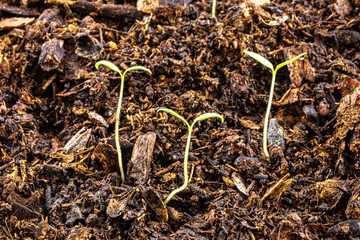 young tomato seedlings at the stage of cotyledonous leaves growing in a tray with potting soil