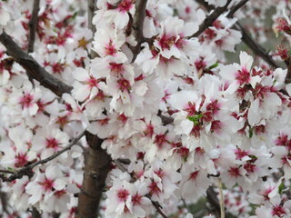 beautiful flowers of natural colors spring pollen aroma
