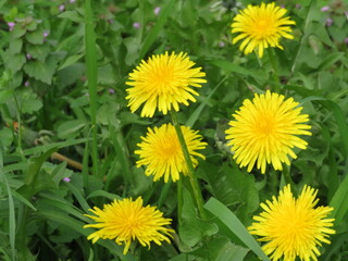 beautiful flowers of natural colors spring pollen aroma