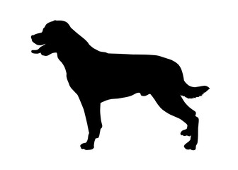 Rottweiler dog silhouette, Vector silhouette of a dog on a white background.