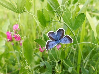 butterfly on a flower