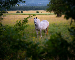 Fototapeta premium white horse on the field