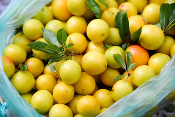 Many ripe yellow cherry plum berries
