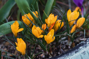 Spring flowers. Colorful beautiful first flowers on a sunny day. Yellow crocuses with green foliage.