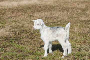 Little newborn goatling with white and gray hair in a spring pasture