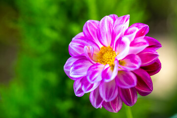 Obraz premium ダリアの花