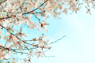 Magnolia flowers on tree against blue sky. Spring background. Soft focus