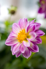 Fototapeta premium ダリアの花