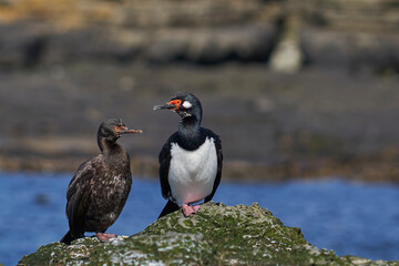 Rock Shag (Phalacrocorax magellanicus) standing on the cliffs of Bleaker Island in the Falkland Islands