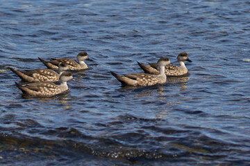Group of Crested Duck (Lophonetta specularioides specularioides) on Bleaker Island in the Falkland Islands.
