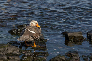 Falkland Steamer Duck (Tachyeres brachypterus) on the coast of Bleaker Island in the Falkland...