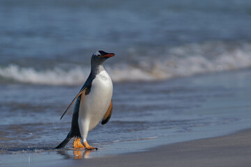 Obraz premium Gentoo Penguin (Pygoscelis papua) coming back to land after a day spent feeding at sea. Bleaker Island in the Falkland Islands.