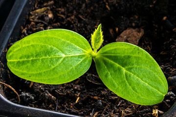 a cucumber sprout at the first true leaf stage in a plastic pot with potting soil