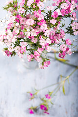 Pink sweet william flower in vase on blue wooden background.