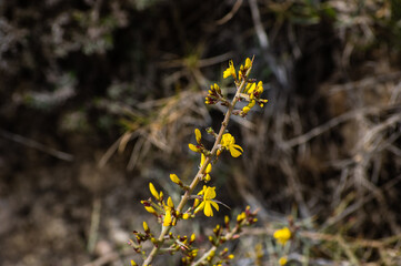yellow flowers in the forest