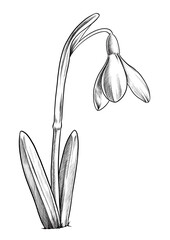 Snowdrop flower sketch, Monochrome botanical illustration.