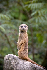 ミーアキャットのポートレート