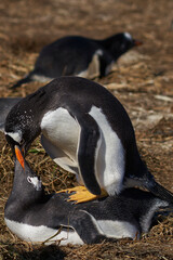 Gentoo Penguins (Pygoscelis papua) mating on Sea Lion Island in the Falkland Islands.