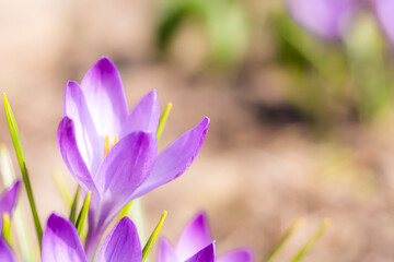 Fototapeta premium Close-Up Saffron Crocuses in the garden Spring 2021