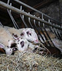 Schafhaltung - Schafe in einem Schafstall fressen Heu, Symbolfoto.