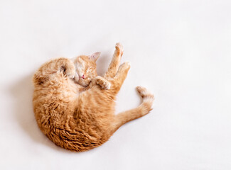 A funny cat lies on a white blanket and does stretching exercises. Copy space for text, light background. Horizontal photo.