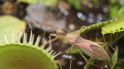 natural leafhopper assassin bug insect photo