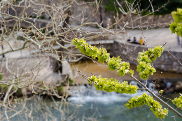 water flowing in the forest