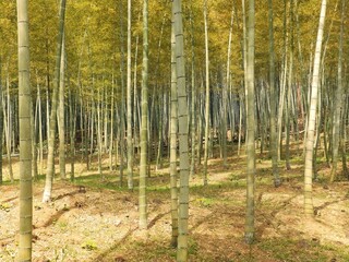 Obraz premium 合馬(おうま)の竹林